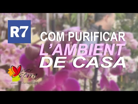 Vídeo: Què Són Les Plantes Rastreres?