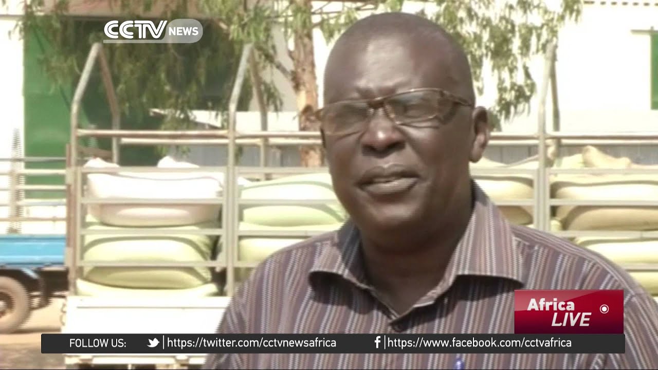 Uganda's booming sunflower farms YouTube