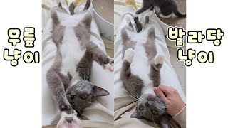 The Real Lap Cat I Never Seen Before by 꼬부기아빠 Human Cat Tree 3,935 views 11 months ago 6 minutes, 21 seconds