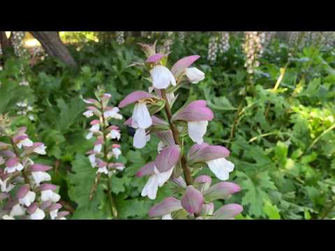 Video: Acanthus Acanthaceae - Home Care