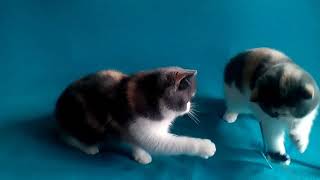 Exotic shorthair kittens dilute calico by Gerdiacats Cattery 98 views 6 years ago 30 seconds