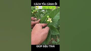 CÁCH TỈA CÀNH ỔI ĐỂ ĐẬU TRÁI