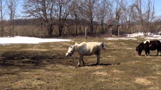My Pony Boys Playing