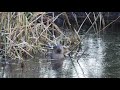 Fischotter im Revier des Buntspechts (otters in the woodpecker&#39;s territory) 4K