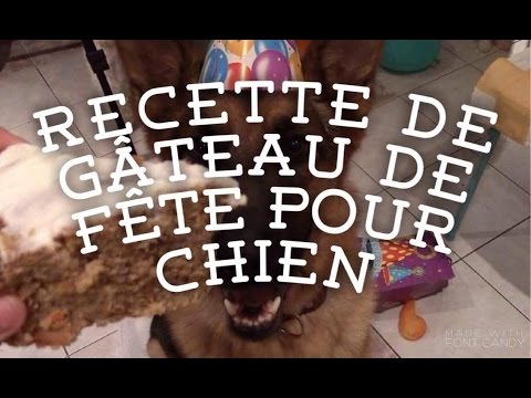 Recette De Gateau De Fete Pour Chien Youtube