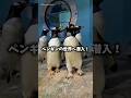 ペンギンたちの世界へ潜入!🐧