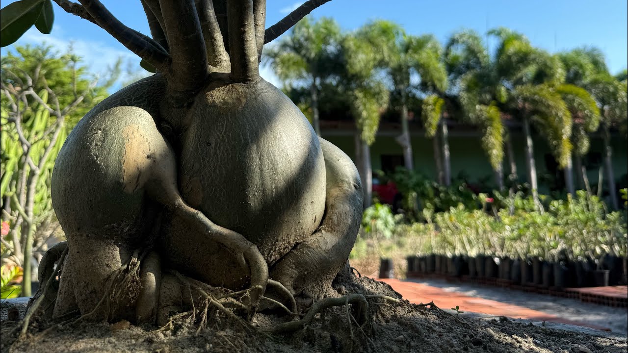 Rosa do Deserto uma paixão 💚