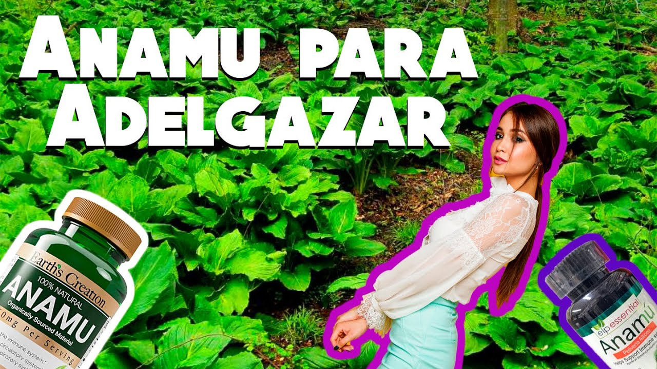 Hojas de anamu para adelgazar