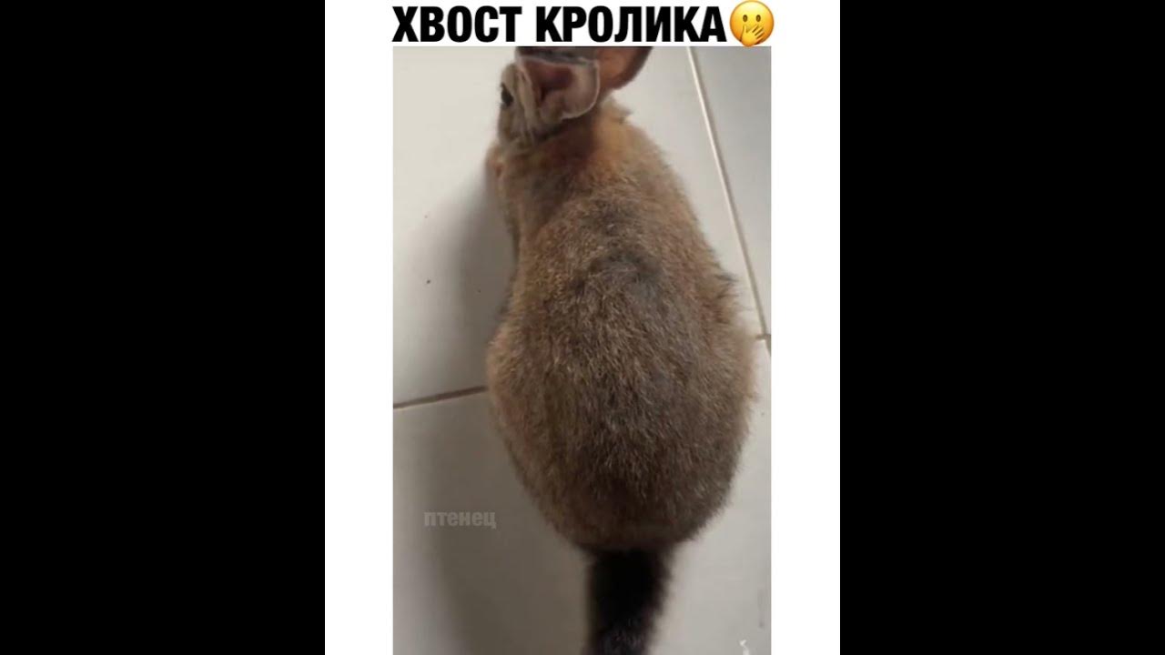 Хвост кролика - YouTube