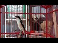 Cendet Isian Lovebird Ngekek Panjang Untuk Pancingan Cendet Susah Bunyi Dan Loyo Mp3 - Mp4 Download