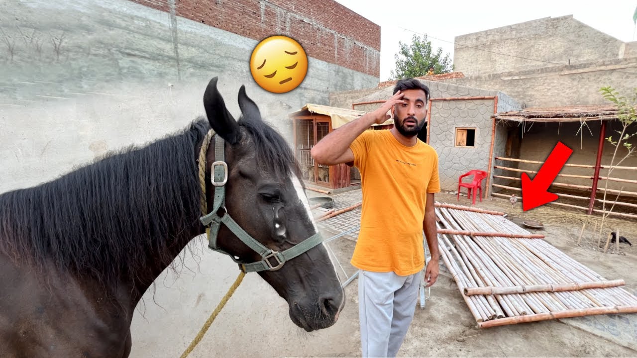 Casey Rony Lgi Es Ny Smja Mini Zoo Tor Rhy Hain Hum🥹🥲