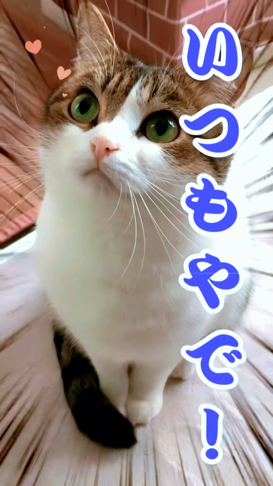 自己評価の高い猫😼✨😭 #猫のいる暮らし #猫好きさんと繋がり