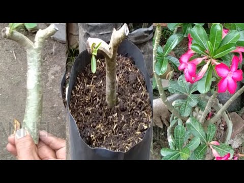 Video: Tumbuh Adenium Dari Biji: Bagaimana Menanam Adenium Di Rumah? Menanam Benih Dan Penjagaan Selepas