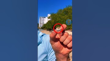 ĐỪNG CHẠM VÀO CÁ NÓC | 😨 (Có Thể Bạn Chưa Biết)