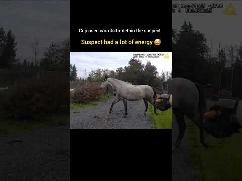 كان المشتبه به يتمتع بقدر كبير من الطاقة شرطة شورت شرطة