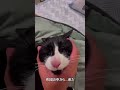 猫を召喚したら本当に出てきた #shorts