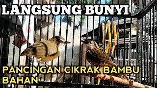 PANCINGAN CIKRAK BAMBU BAHAN AGAR MAU BUNYI