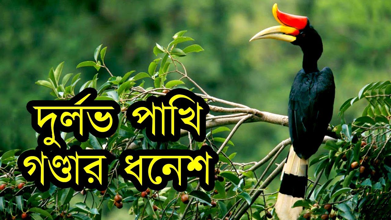 দুর্লভ প্রজাতির বিরল পাখি গণ্ডার ধনেশ | Strange Rarest Bird Rhinoceros