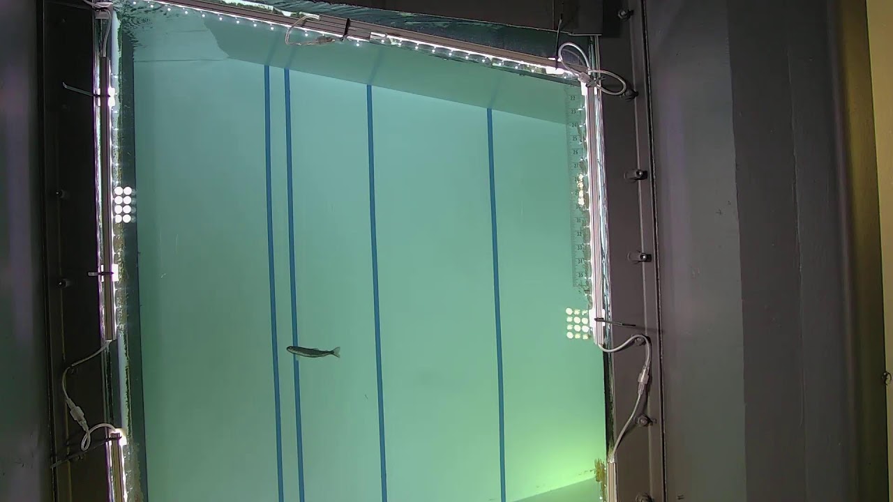Rocky Reach Fish Ladder Live Camera — Wenatchee, WA live camera thumbnail