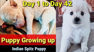 Puppy Growth Day 1 to 42 ( Yes! We shot video every single day!! ) #IndianSpitz by JulieZious 5,766 views 2 years ago 3 minutes, 50 seconds