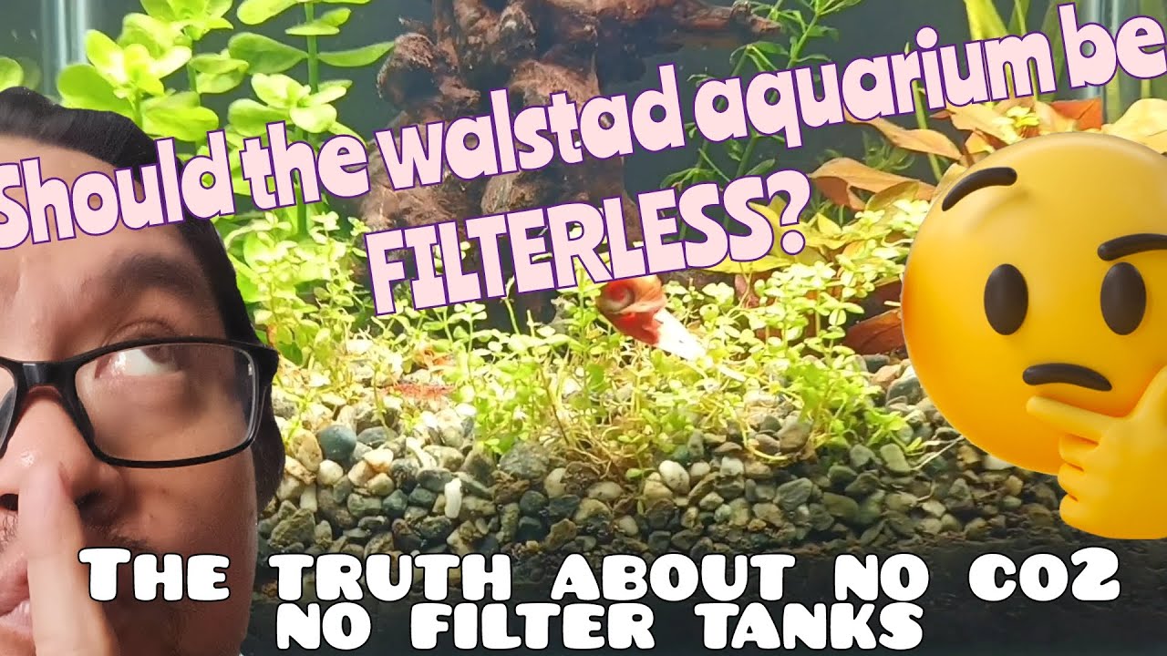 The Truth about the filterless Walstad Tank YouTube