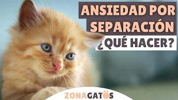 ¿Se recuperan los gatos de la ansiedad por separación?