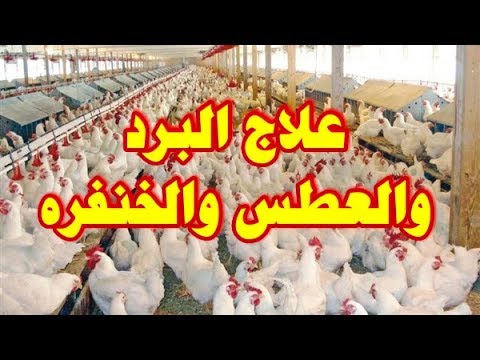 فيديو: متابعة وصول السيارة إلى سوق السيارات في ليتوانيا