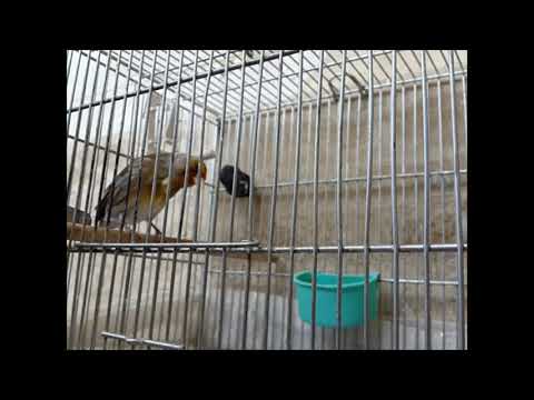 سهره قناری دهندار