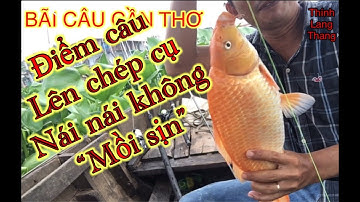 CÂU CÁ CỒN ẤU- ĐỐNG CHÀ | KÉO CẢ TEAM VÀ FAN ĐI BÀO| RIVER FISHING