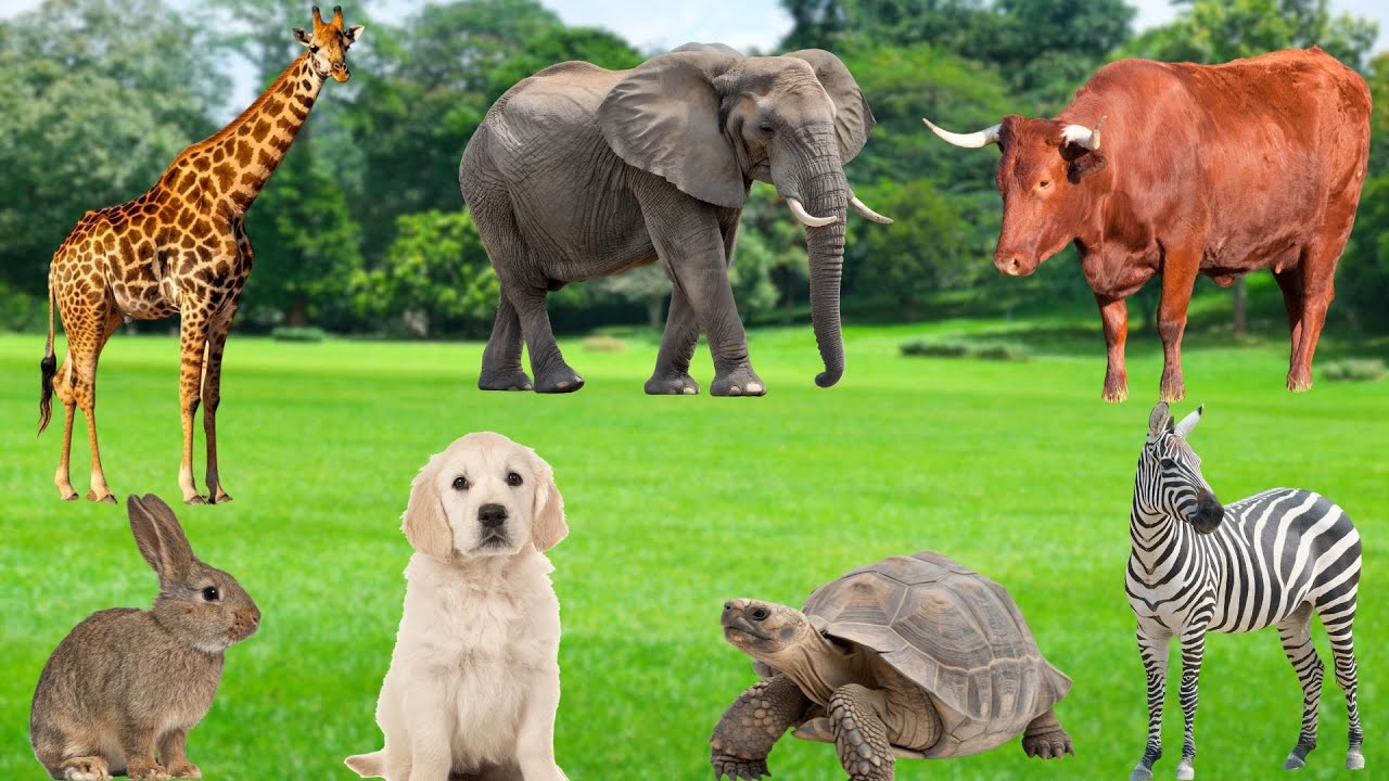 Interesting Animals - Rabbits, Turtles, Dolphins, Zebras, Elephants, Giraffes - Animal Moments