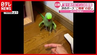 【まるでモデル】ランウェイ歩いてそう…インコの“決めポーズ”が話題