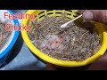 Feeding 1 day to 20 days old canary chicks