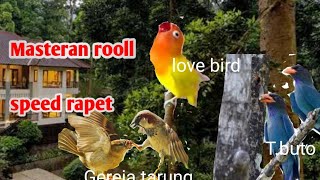 Masteran love bird ,gereja tarung dan tengkek buto dgn jeda 30 detik