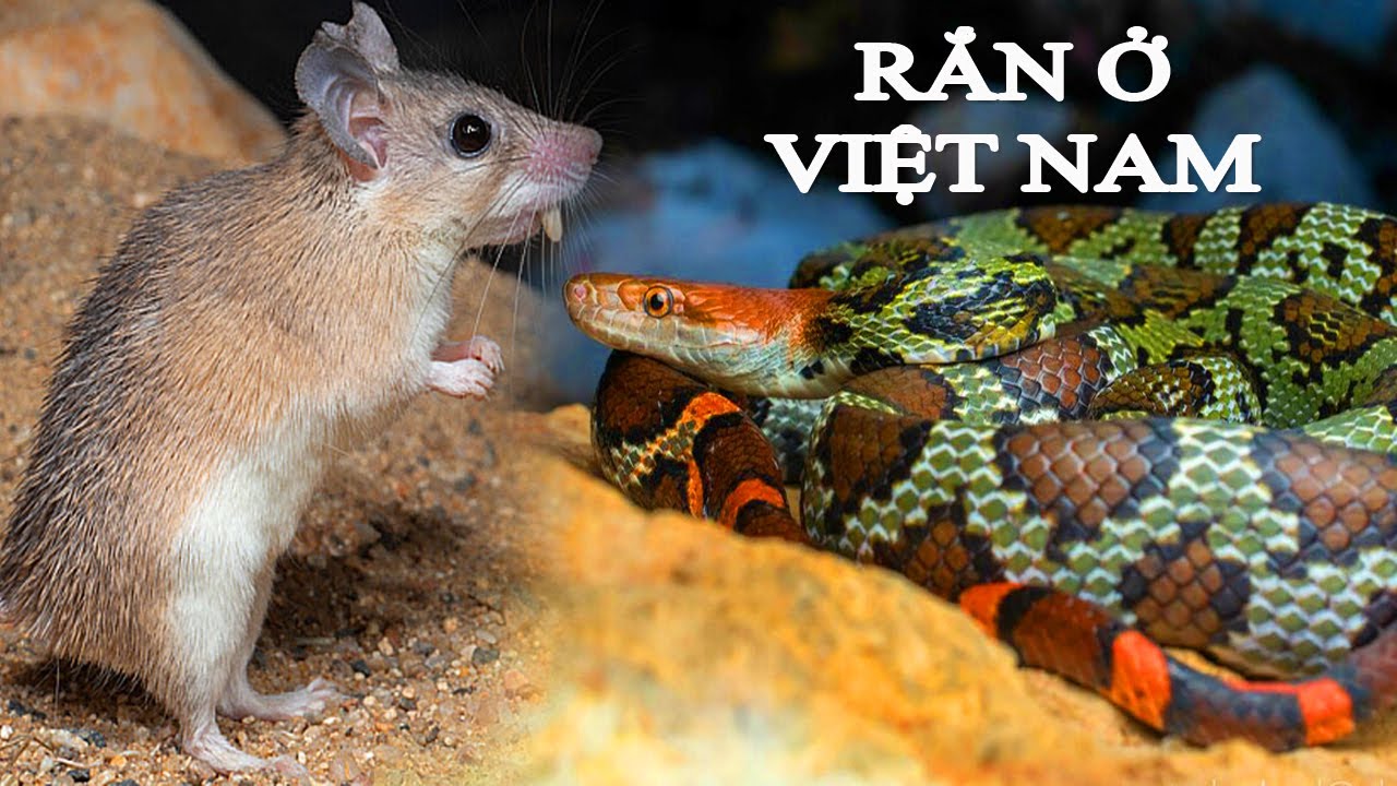 Список видов змей во Вьетнаме. Часть 1 | @thegioiran