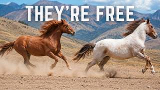 We Reunited 3 Wild Wyoming Mustangs... But There's A Catch