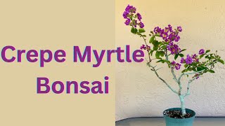 Crepe Myrtle. Lagerstroemia. Or Crape Myrtle Bonsai. Also a quick look at an orthophytum bloom