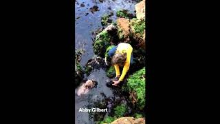 Praise pours in for 11-year-old girl after she rescues shark caught between rocks