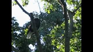 Bandit-perched-in-a-tree_8469.AVI