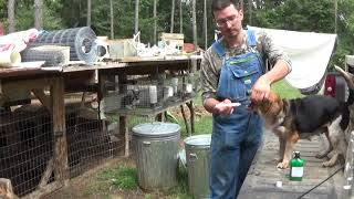 How to worm and dip beagles