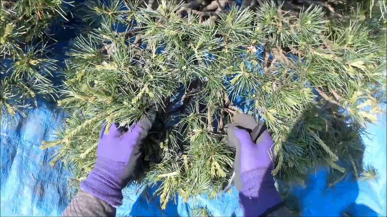 No.048_ゴヨウマツ③春手入れ ２ 180421：