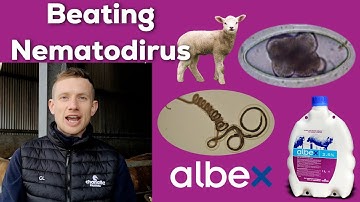 Beating Nematodirus - Protect Your Lambs this Season