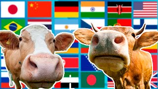 Cow in 50 Languages