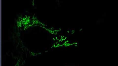Mitochondria Live Cell