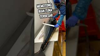 Memotong Ikan Tuna Super Besar