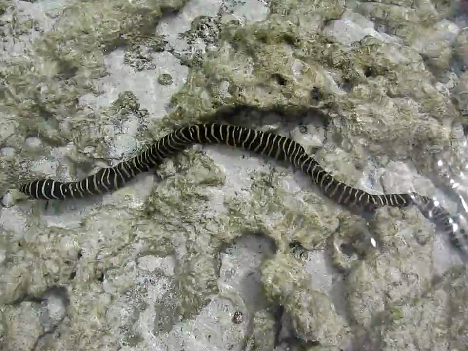 Sea Snake at Matemwe Beach, Zanzibar - YouTube