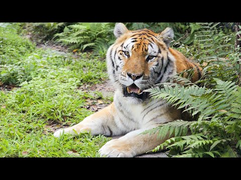 Video: Pet Scoop: Penyelamatan Mantan Peminat Keluarga untuk Kebocoran Gas, Tiger Tiger Terancam Lahir di U.K.