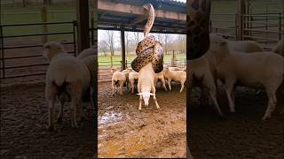 Animals That Caused Their Own Death! 😱#animalfacts #wildlife #facts