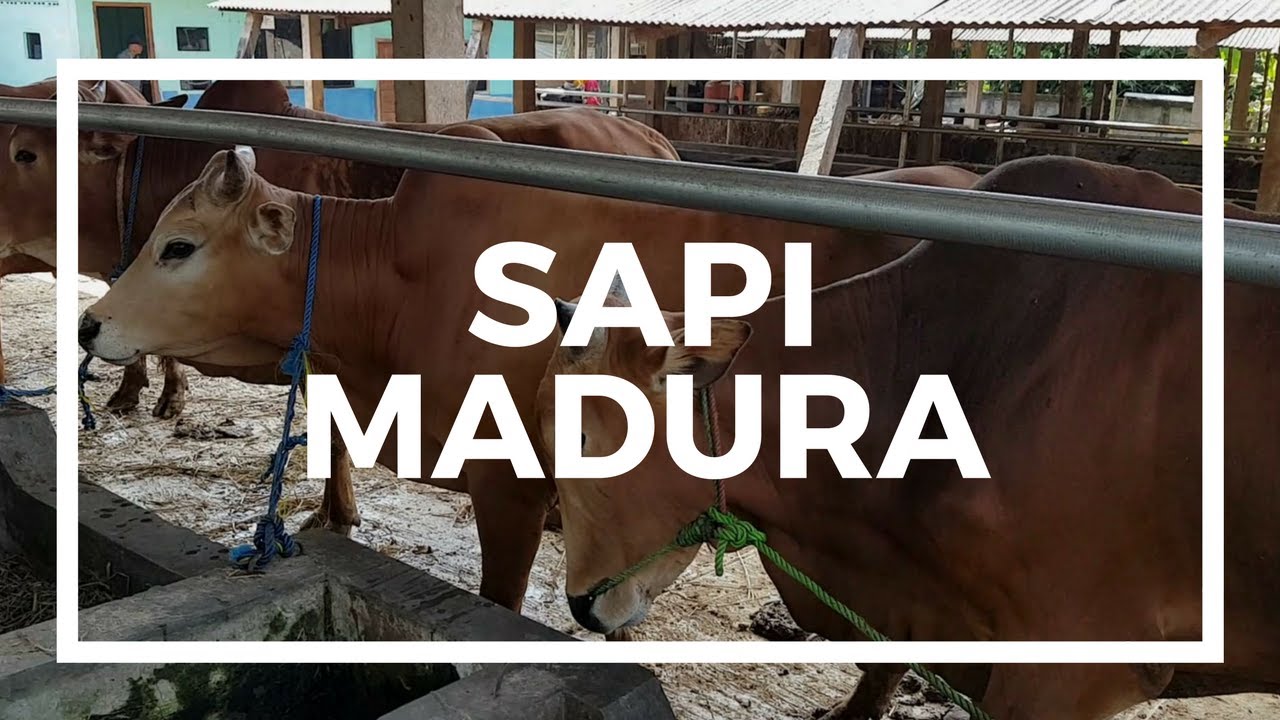 Jual Sapi Qurban Harga Murah - YouTube