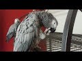Breeding and Keeping Update Special - We Adopted 2 African Greys