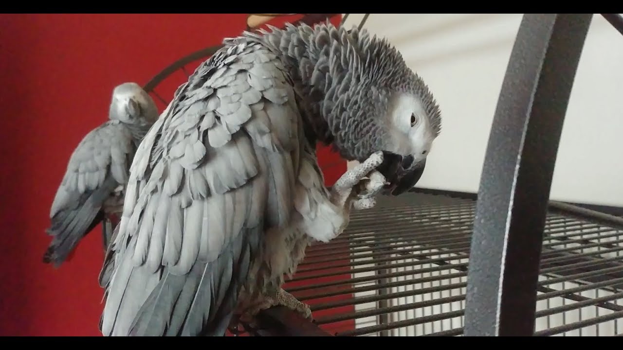 Breeding and Keeping Update Special - We Adopted 2 African Greys